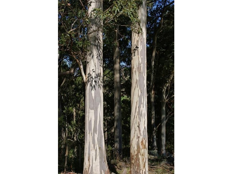 95 Cummings Drive, Meander TAS 7304