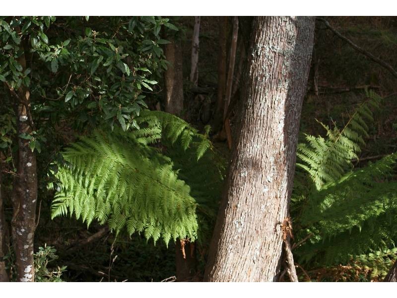 Lot 95 Cummings Drive, Meander TAS 7304