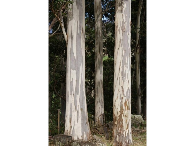 Lot 95 Cummings Drive, Meander TAS 7304