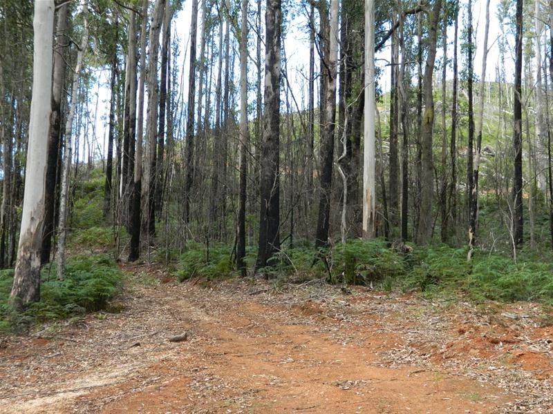 3 Harveys Road, North Motton TAS 7315