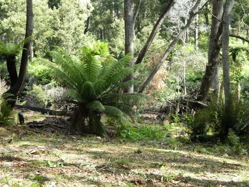 3 Harveys Road, North Motton TAS 7315