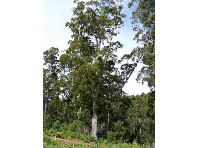 968 Ironcliffe Road, Penguin TAS 7316