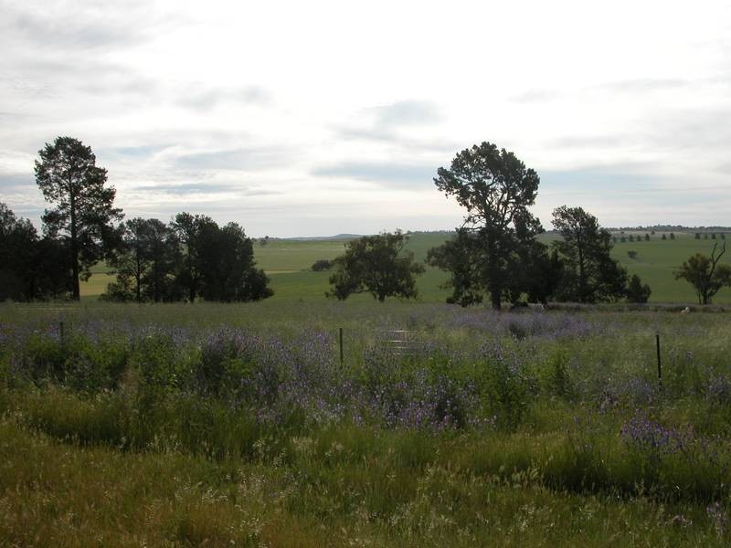 Wagga Wagga NSW 2650