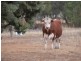 Brucedale NSW 2650