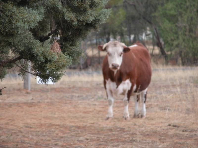 Brucedale NSW 2650