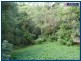 55 Lyre-Bird Ridge Road, Springbrook QLD 4213