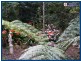 Springbrook QLD 4213
