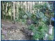 2293 Springbrook Road, Springbrook QLD 4213