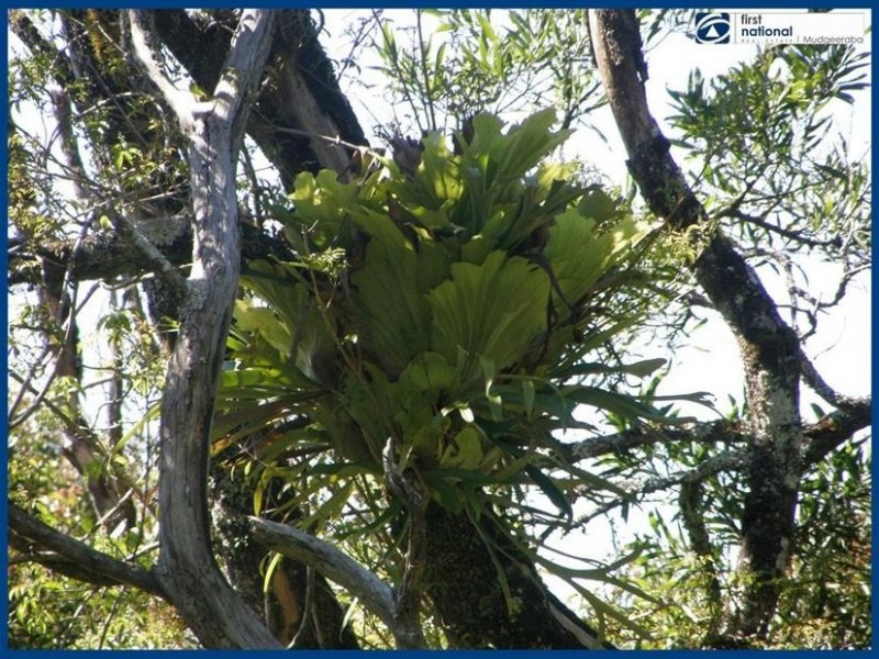 263 Repeater Station Road, Springbrook QLD 4213