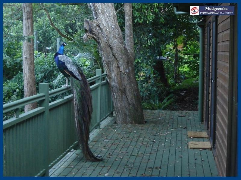 Springbrook QLD 4213