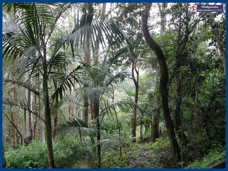 Springbrook QLD 4213