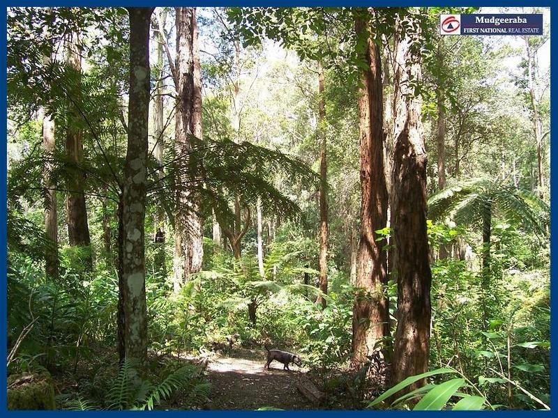 1949 Springbrook Road, Springbrook QLD 4213