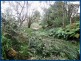 Lot 64, 14 Forestry Road, Springbrook QLD 4213