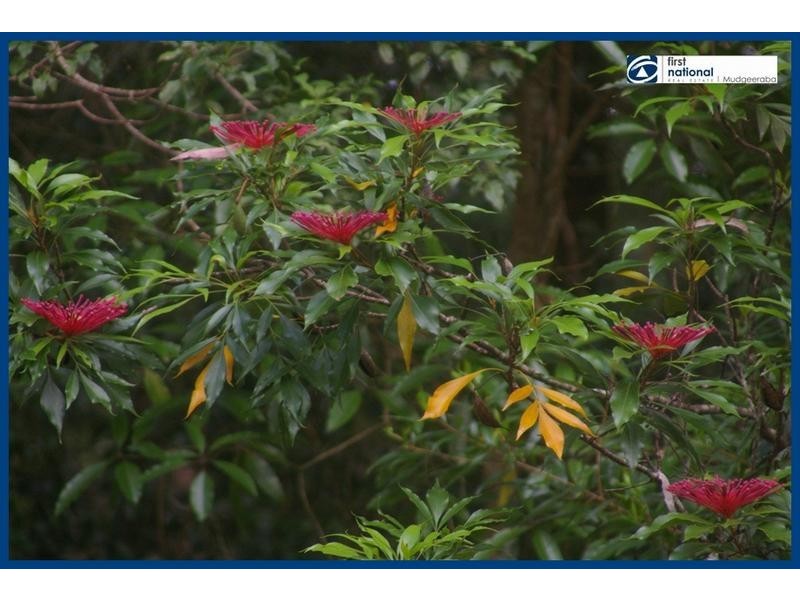 33 Banksia, Springbrook QLD 4213