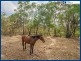 88 Bonogin Road, Bonogin QLD 4213