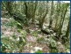 227 Repeater Station Road, Springbrook QLD 4213