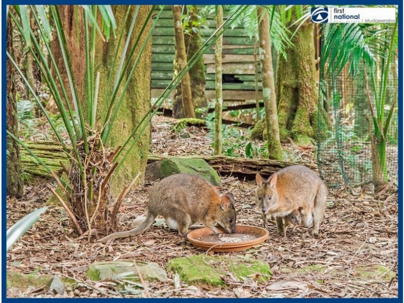 11 Mundora Road, Springbrook QLD 4213