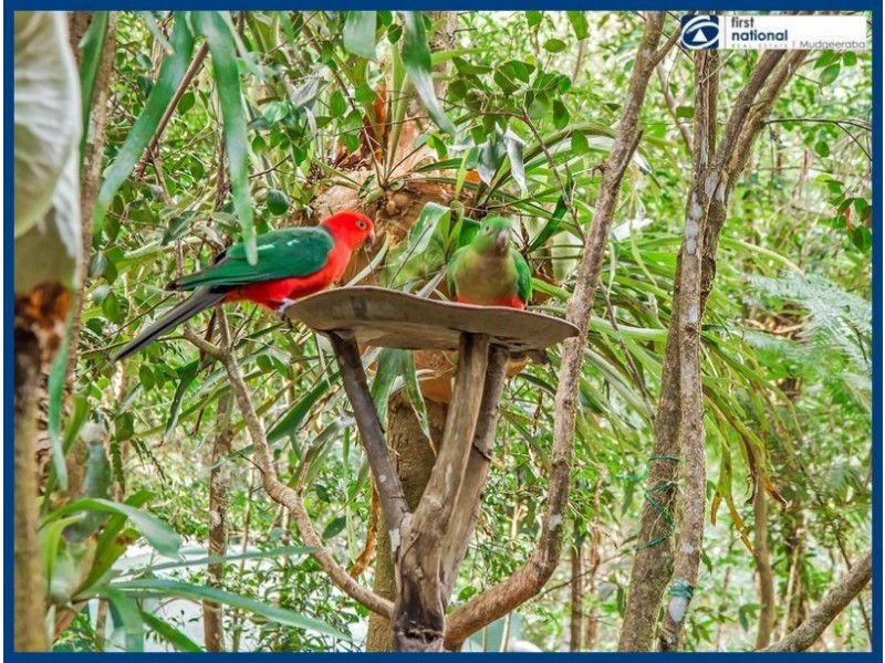 11 Mundora Road, Springbrook QLD 4213