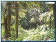 2215 Springbrook Road, Springbrook QLD 4213