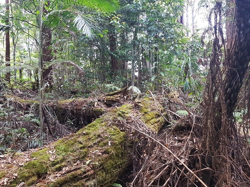 2213 Springbrook Road, Springbrook QLD 4213