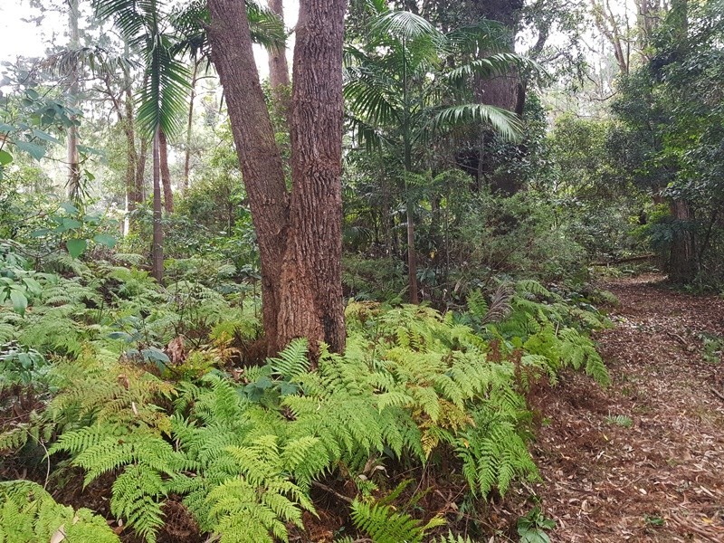 2213 Springbrook Road, Springbrook QLD 4213