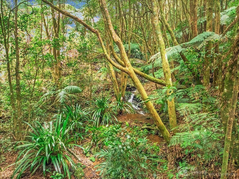 2792 Springbrook Road, Springbrook QLD 4213
