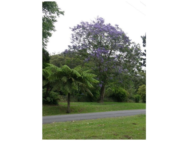 Springbrook QLD 4213