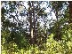 2138 Springbrook Road, Springbrook QLD 4213