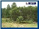 2347 Springbrook Road, Springbrook QLD 4213