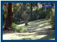 Springbrook QLD 4213
