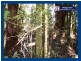 Springbrook QLD 4213