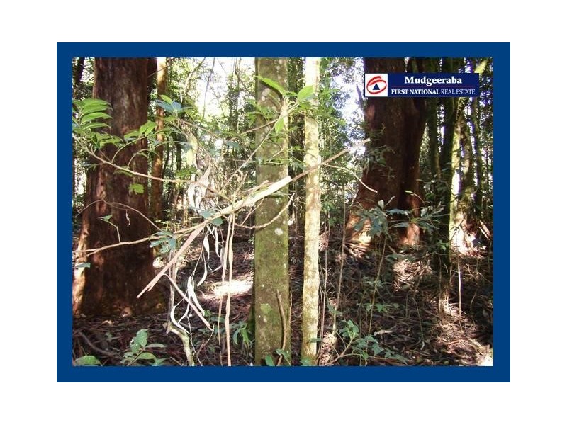 Springbrook QLD 4213