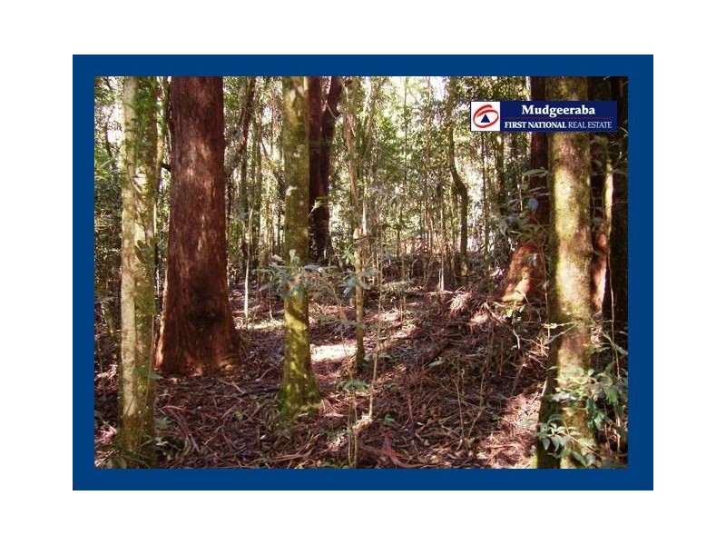 Springbrook QLD 4213