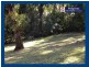 Springbrook QLD 4213