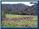 2792 Springbrook Road, Springbrook QLD 4213
