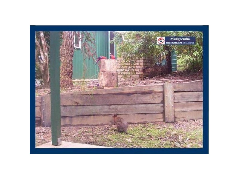 Springbrook QLD 4213