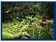 2899 Springbrook Road, Springbrook QLD 4213