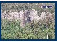2693 Springbrook Road, Springbrook QLD 4213