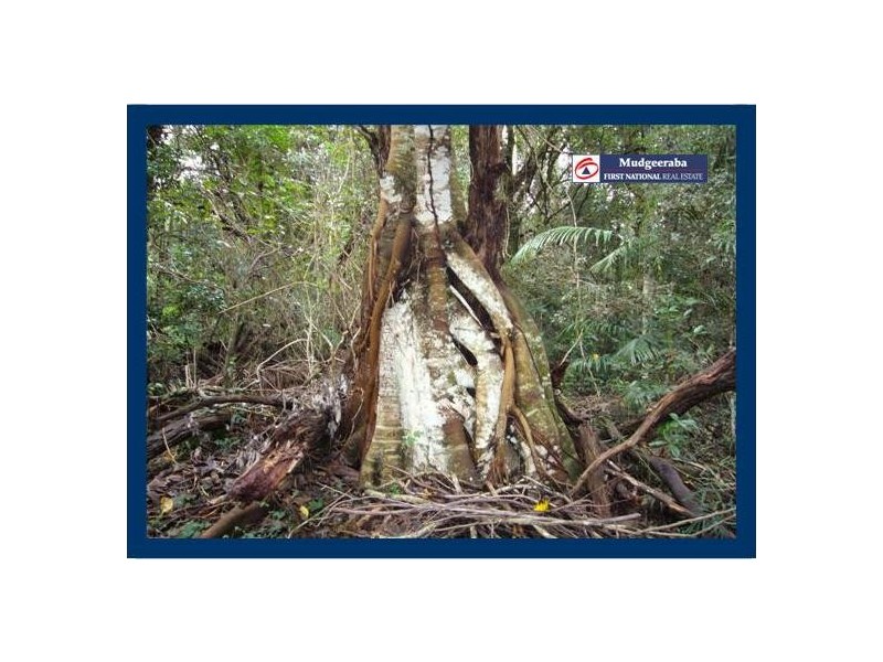 13 Carricks Road, Springbrook QLD 4213