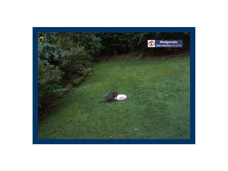 Springbrook QLD 4213