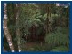 2713 Springbrook Road, Springbrook QLD 4213