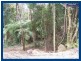 2713 Springbrook Road, Springbrook QLD 4213