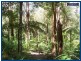 1949 Springbrook Road, Springbrook QLD 4213