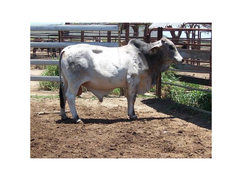 20 Brahman Herd Bulls, Bowen QLD 4805