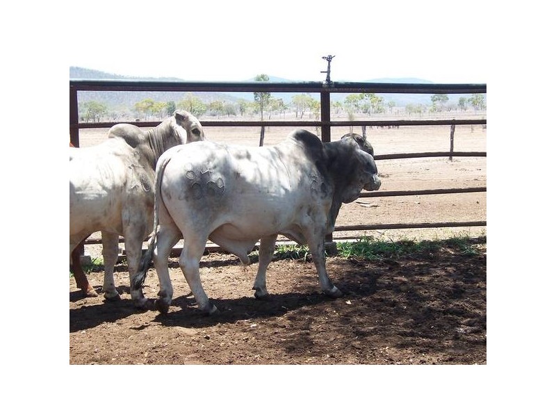 20 Brahman Herd Bulls, Bowen QLD 4805