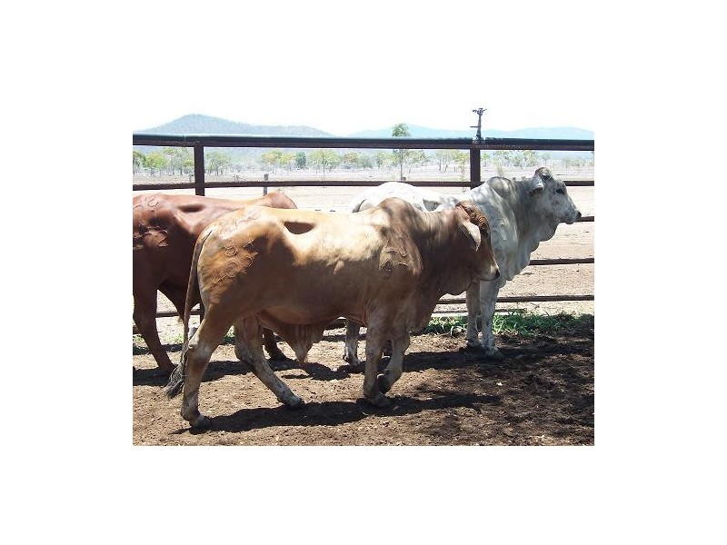 20 Brahman Herd Bulls, Bowen QLD 4805