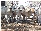 20 Brahman Herd Bulls, Bowen QLD 4805