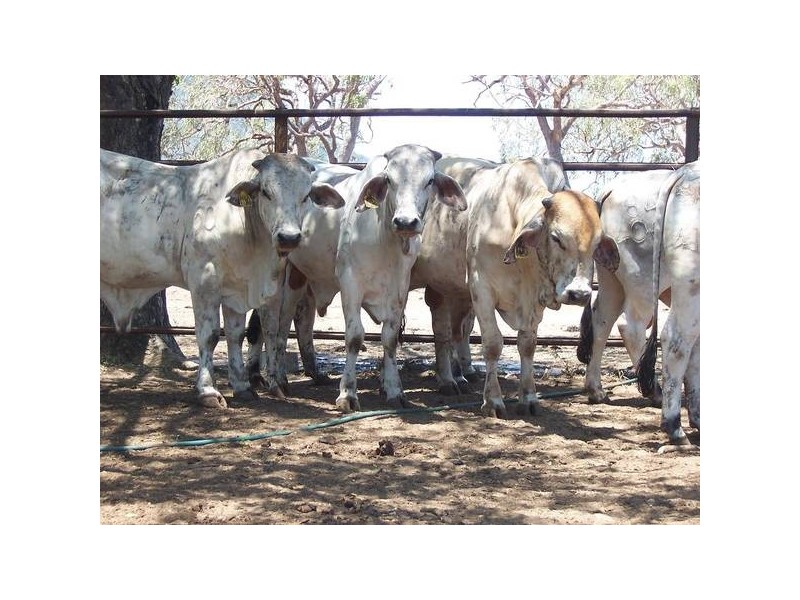 20 Brahman Herd Bulls, Bowen QLD 4805