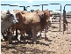 20 Brahman Herd Bulls, Bowen QLD 4805