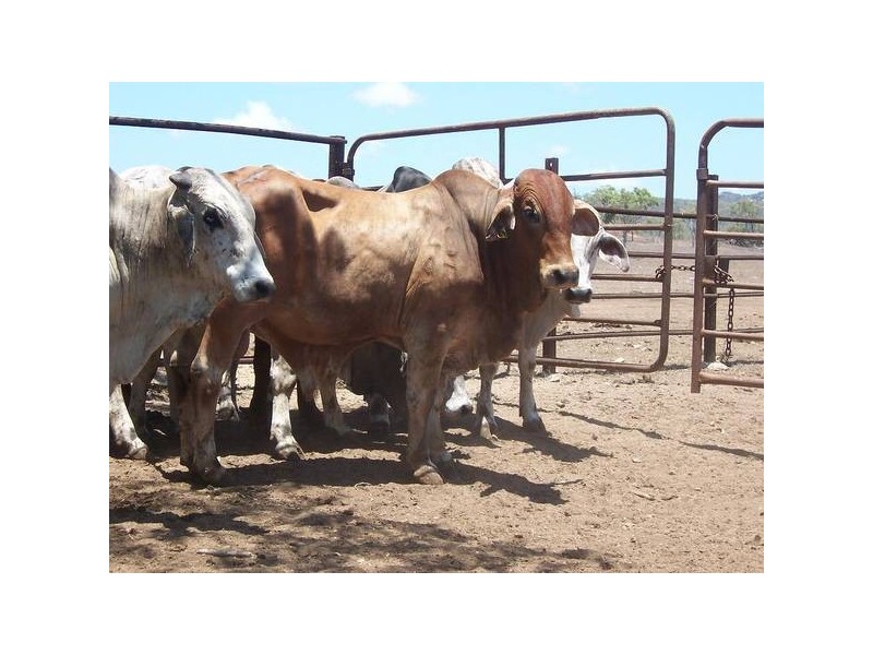 20 Brahman Herd Bulls, Bowen QLD 4805